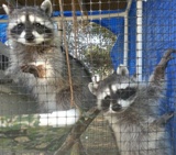 raccoons7b.jpg